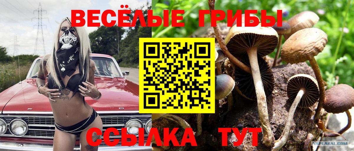 Псилоцибиновые грибы Psilocybine cubensis Ангарск